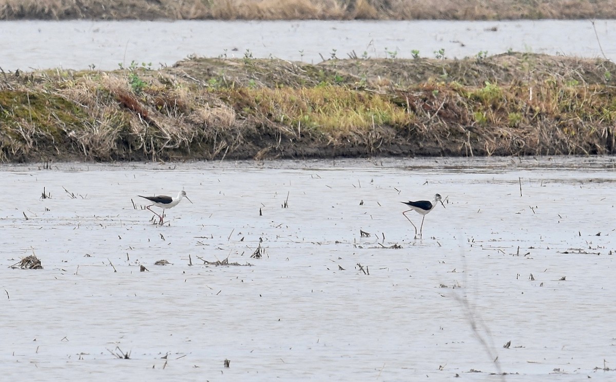 Black-winged Stilt - Giovanni   Pari