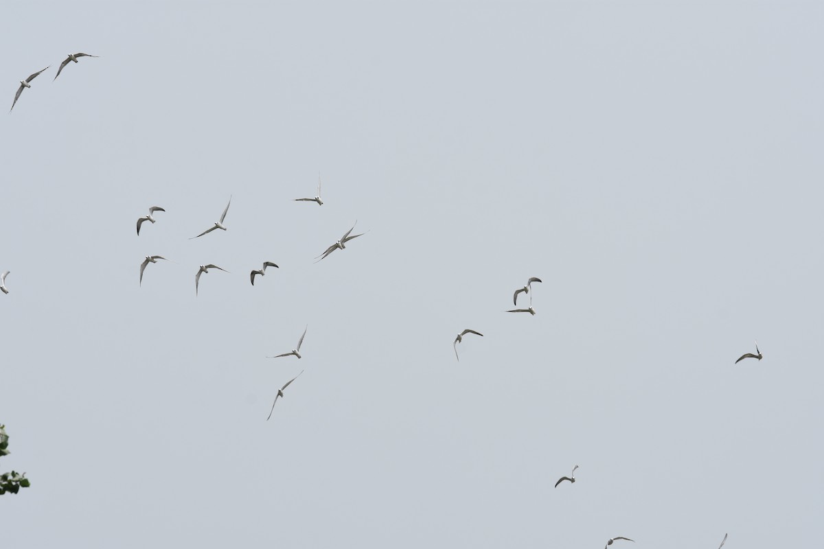 Black-headed Gull - ML31034661