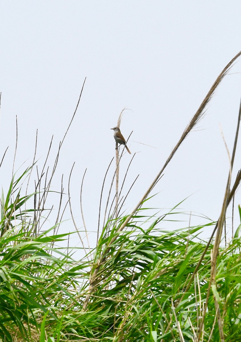Oriental Reed Warbler - Giovanni   Pari