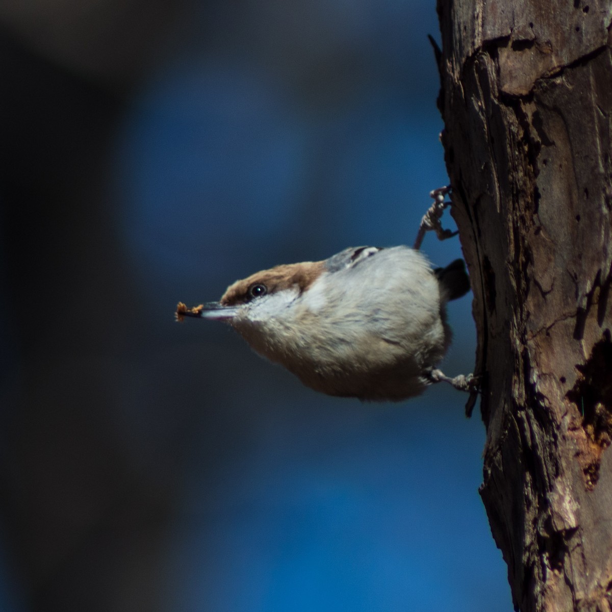 Brown-headed Nuthatch - ML310347851