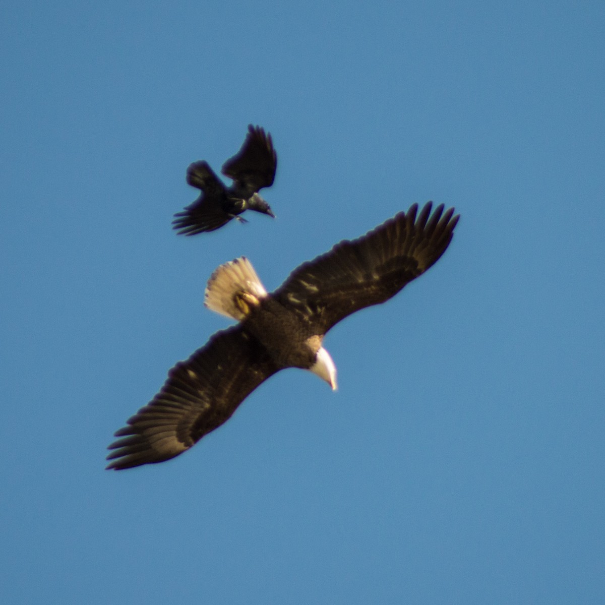 Bald Eagle - ML310348401