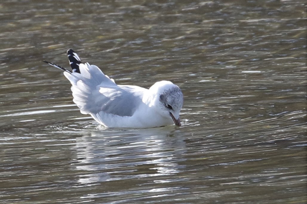 Black-headed x Ring-billed Gull (hybrid) - ML310348431