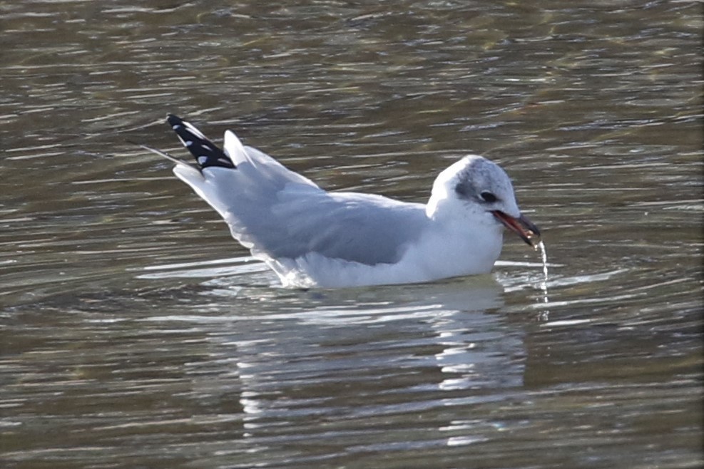 Black-headed x Ring-billed Gull (hybrid) - ML310348521