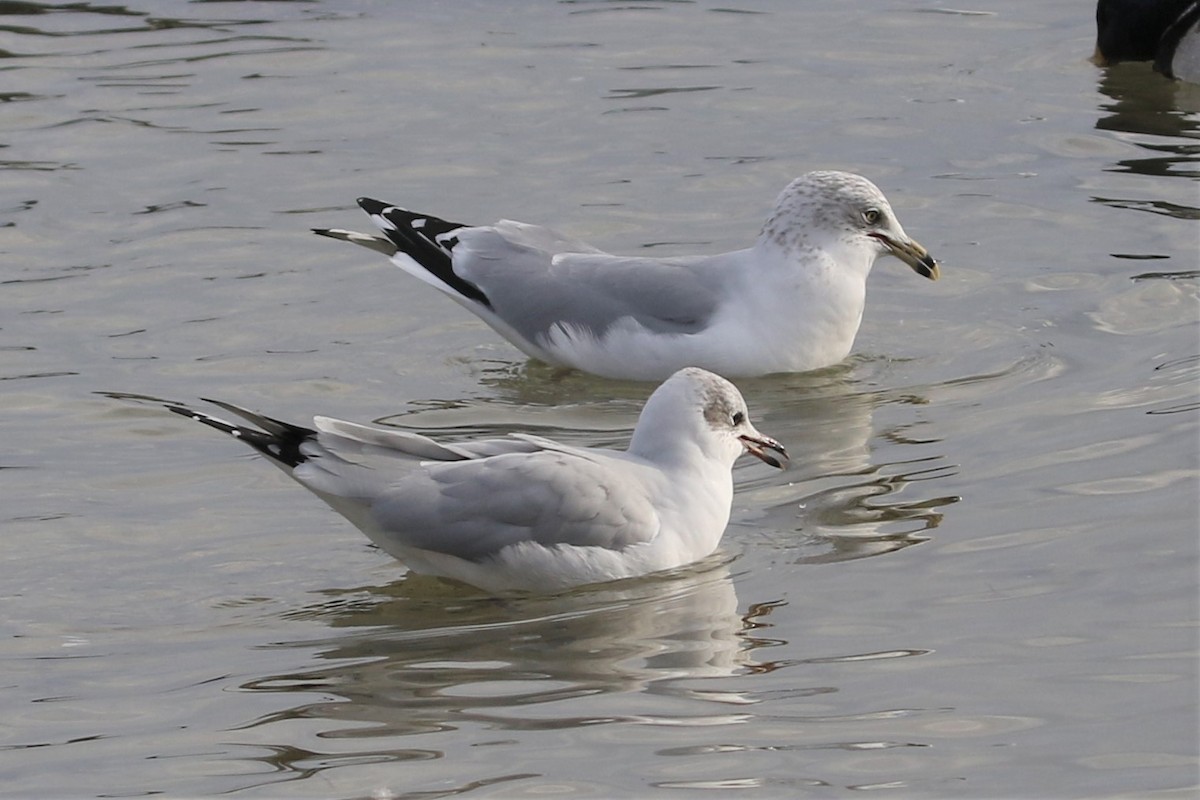 Black-headed x Ring-billed Gull (hybrid) - ML310348581