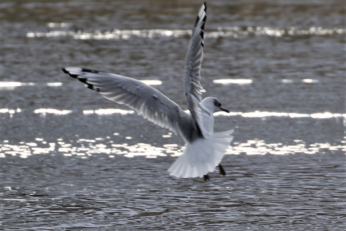Black-headed x Ring-billed Gull (hybrid) - ML310348691