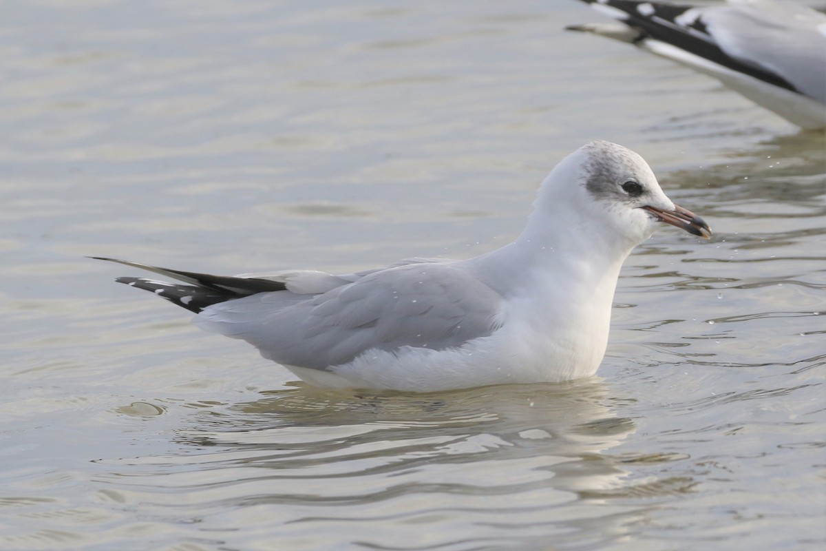 Black-headed x Ring-billed Gull (hybrid) - ML310348791