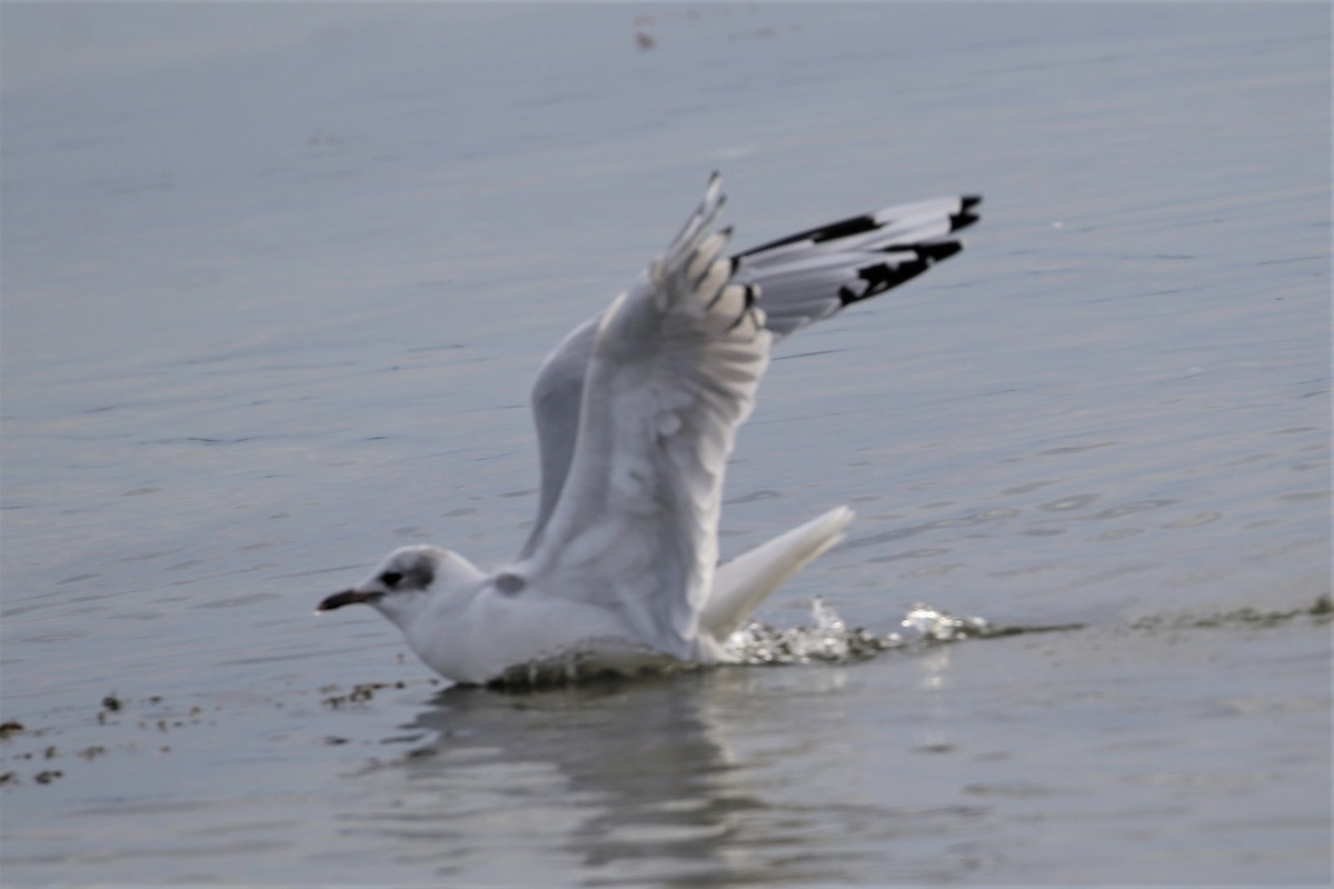 Black-headed x Ring-billed Gull (hybrid) - ML310348981