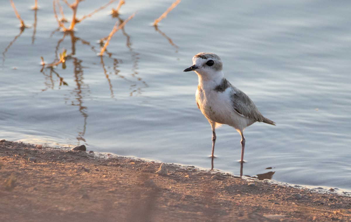 Snowy Plover - ML310349141