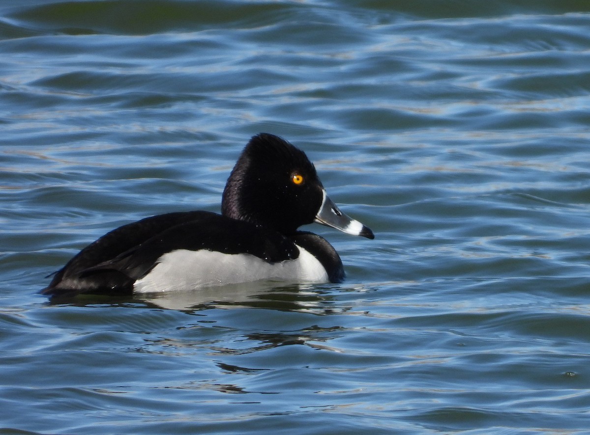 Ring-necked Duck - Glenn Pearson