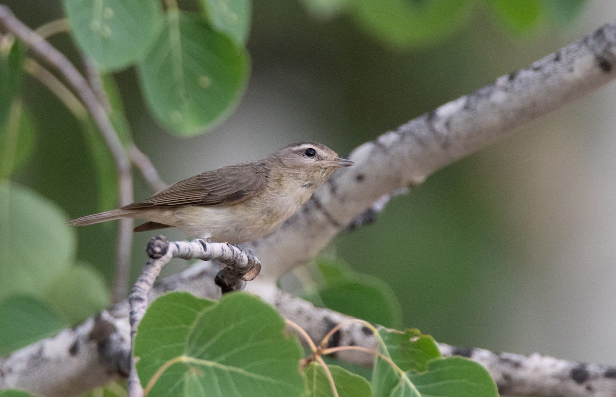 Warbling Vireo - ML310350561