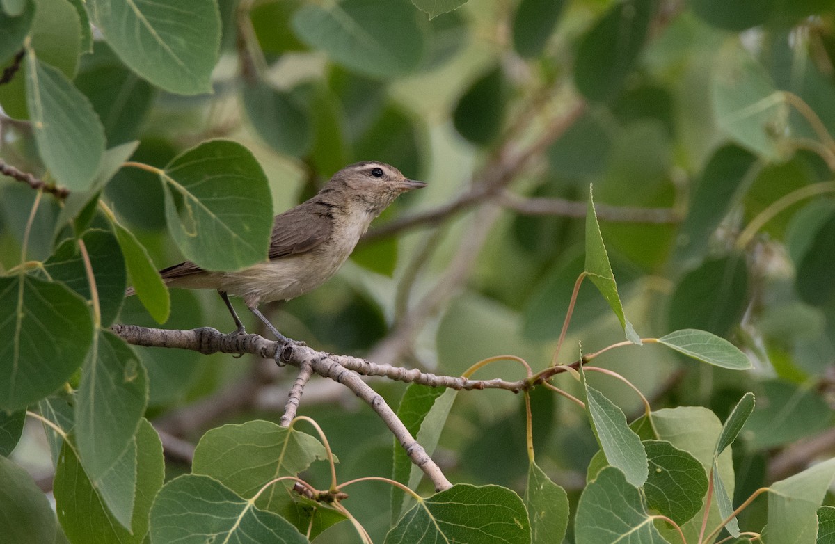 Warbling Vireo - Levi Plummer