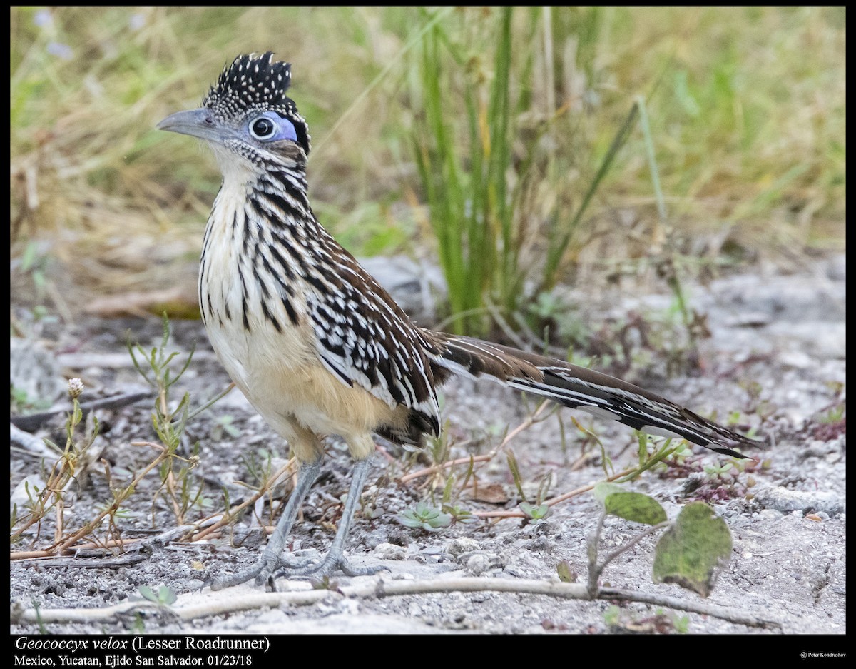 Lesser Roadrunner - ML310351021