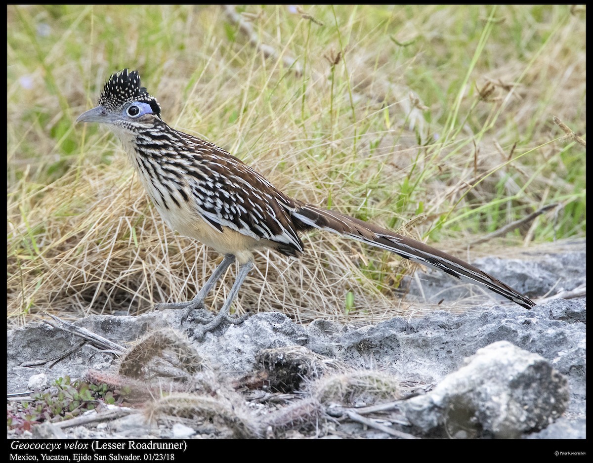 Lesser Roadrunner - ML310351031