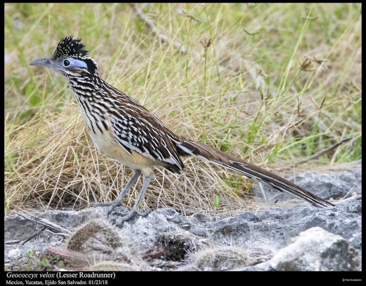 Lesser Roadrunner - ML310351041