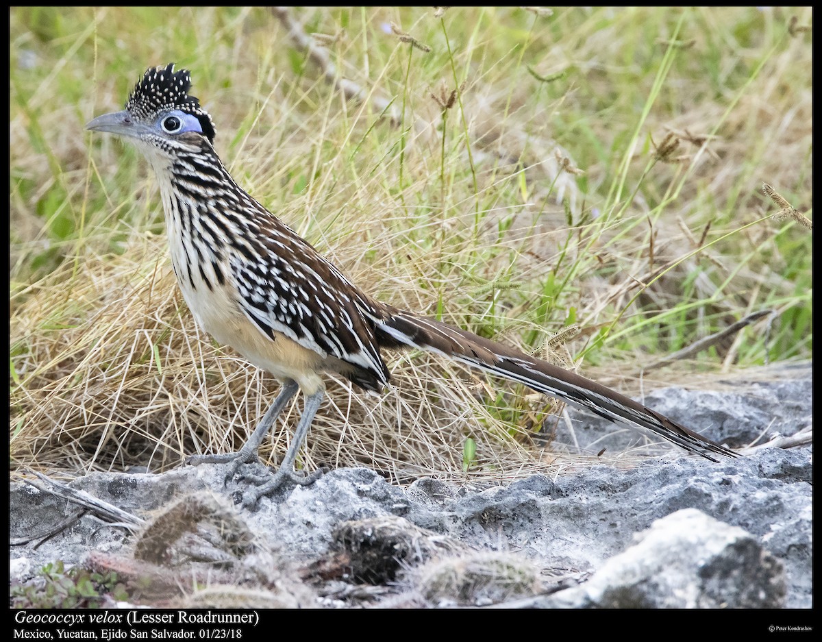 Lesser Roadrunner - ML310351051