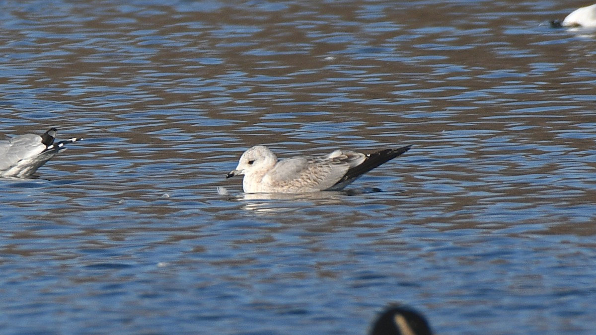 Goéland cendré (canus) - ML310351521