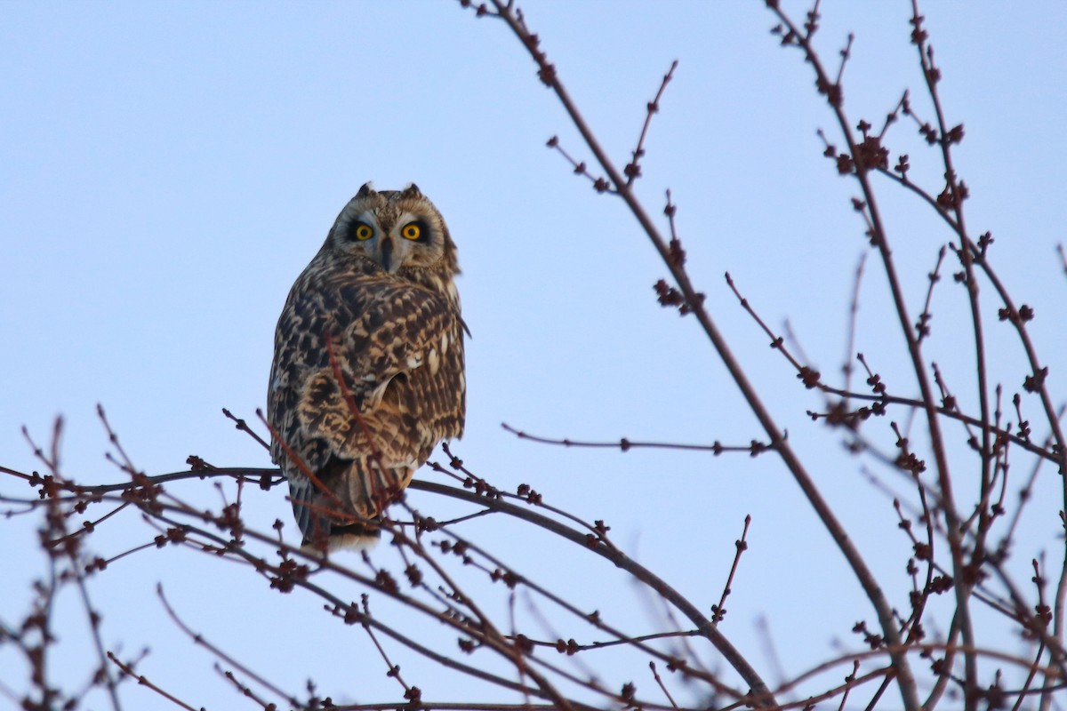 Short-eared Owl - Rhesa Sy