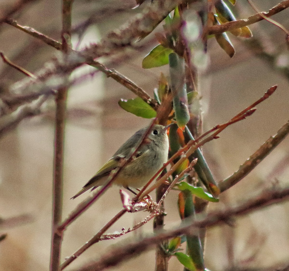 Ruby-crowned Kinglet - ML310353511