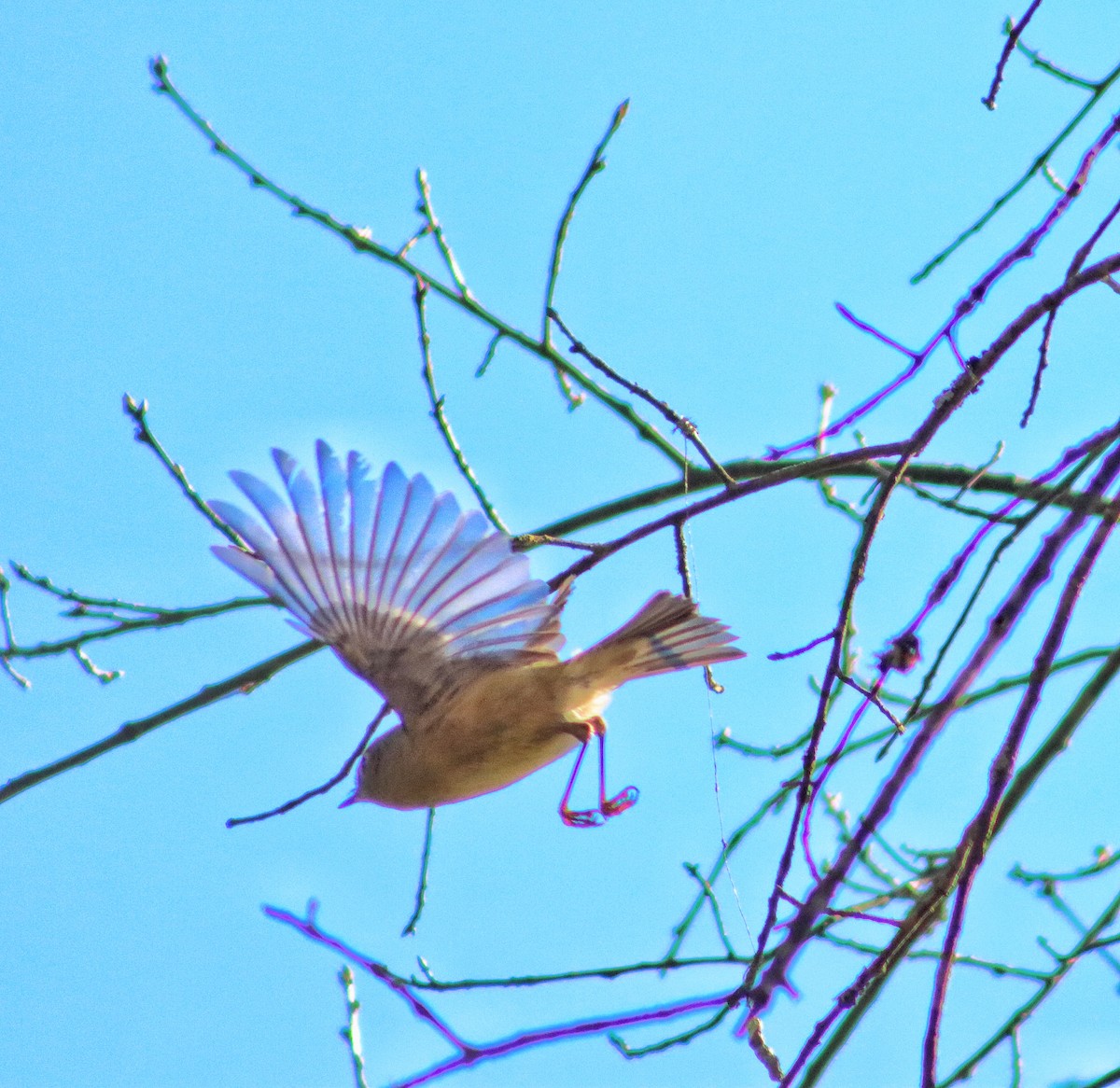 Ruby-crowned Kinglet - ML310353591