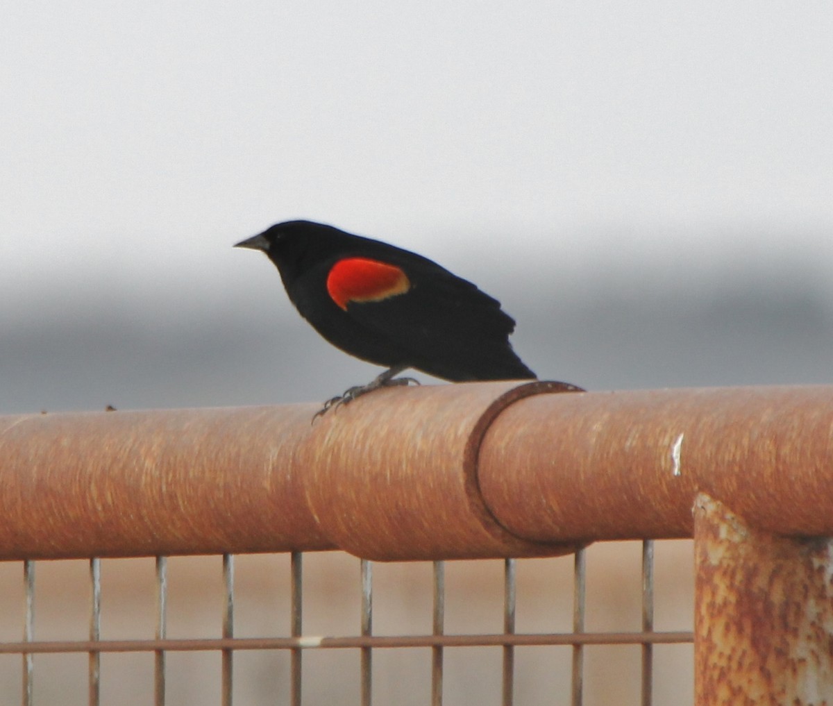 Red-winged Blackbird - ML310355791