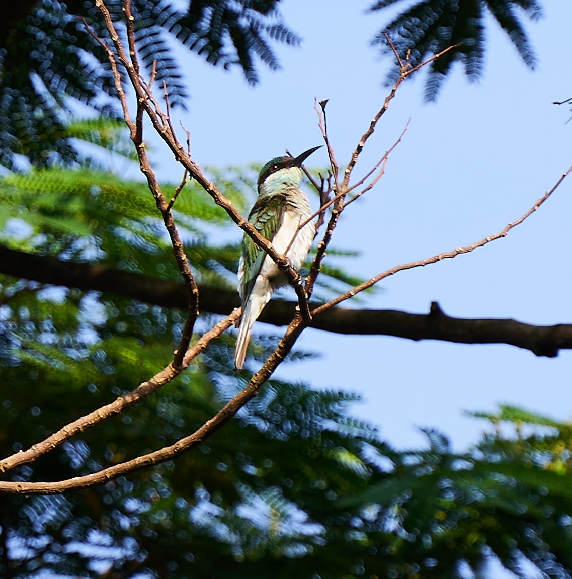 Blue-throated Bee-eater - Steven Cheong