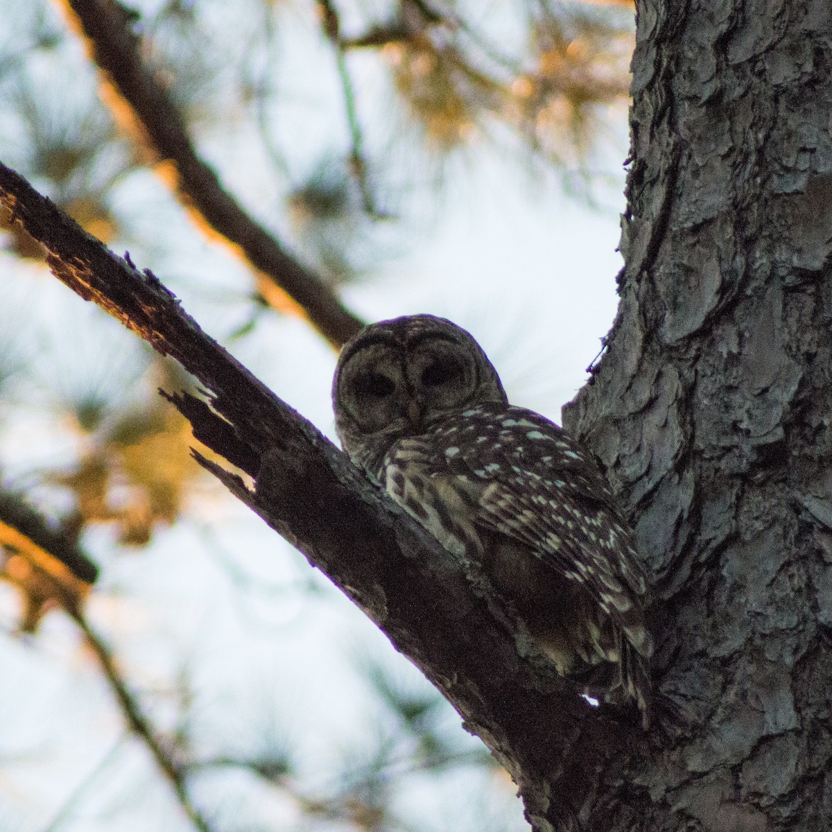 Barred Owl - ML310360301