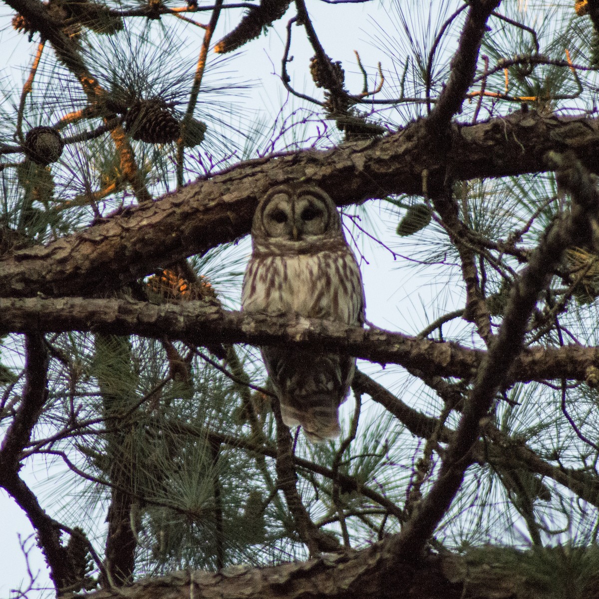 Barred Owl - ML310360311
