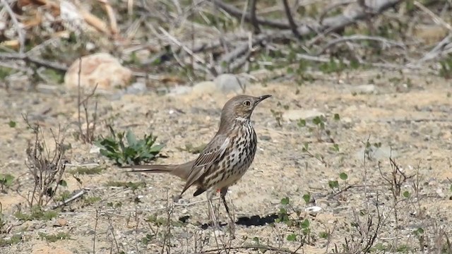 Sage Thrasher - ML310363081