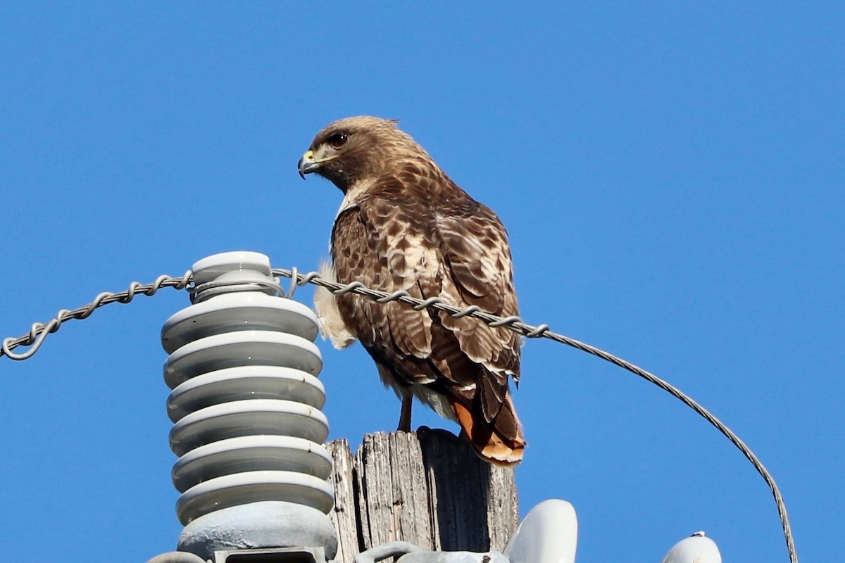 Red-tailed Hawk - ML310363651