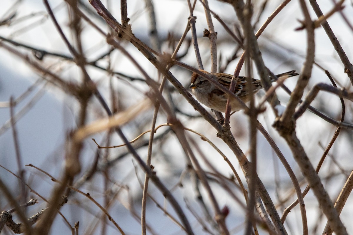 American Tree Sparrow - ML310365701