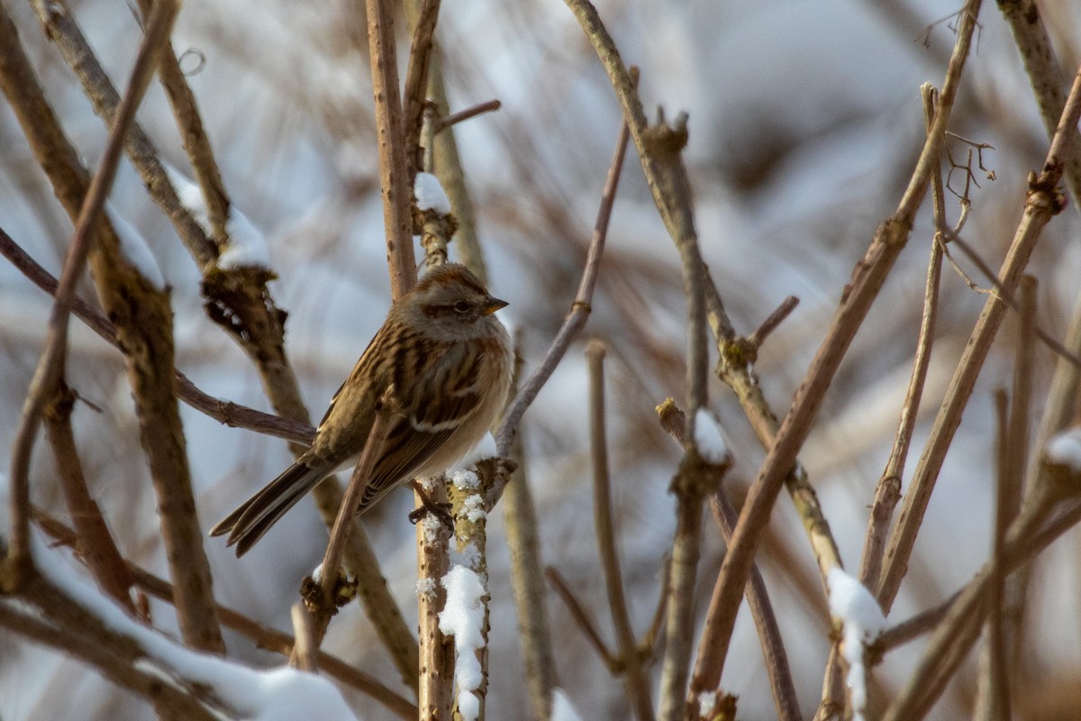 American Tree Sparrow - ML310365711