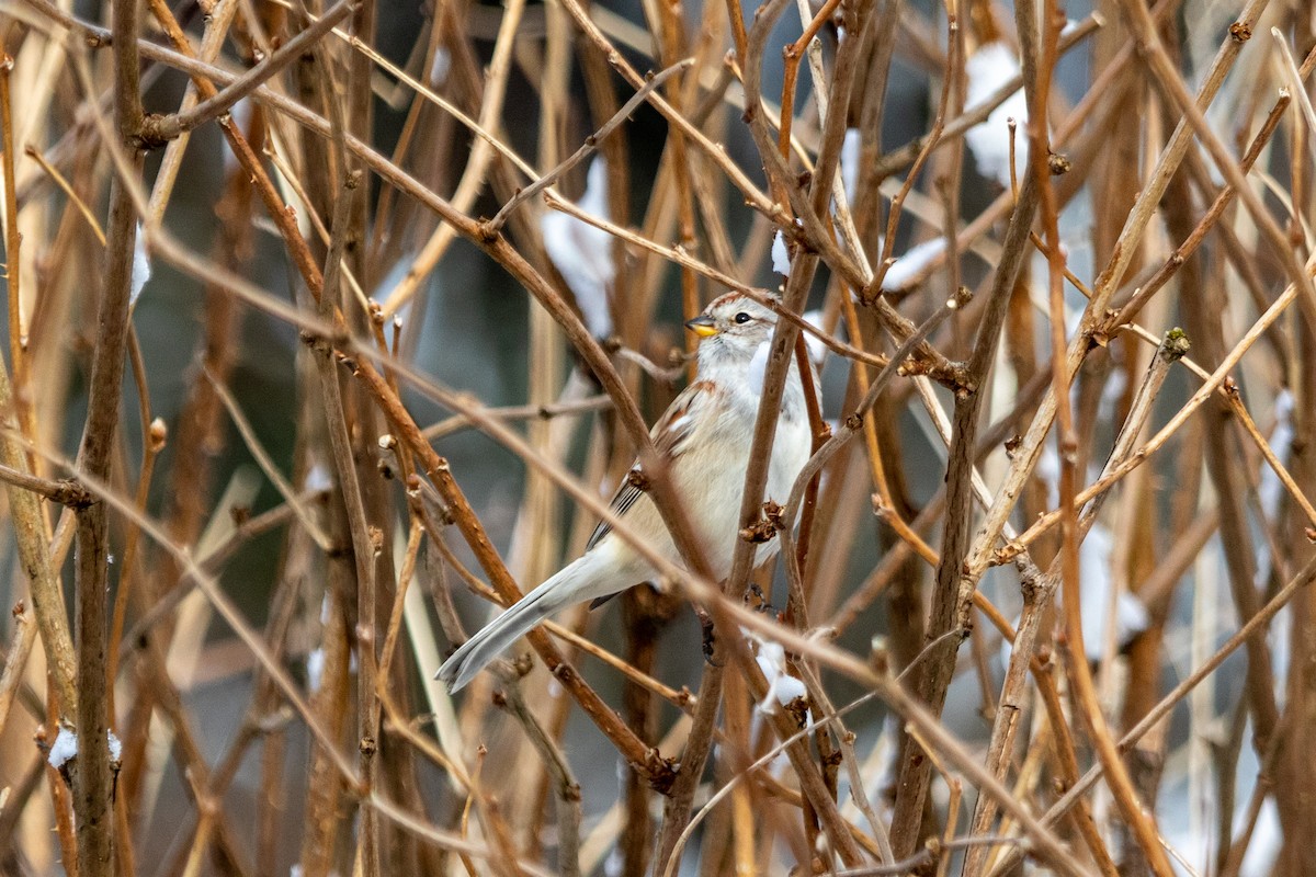 American Tree Sparrow - ML310365721