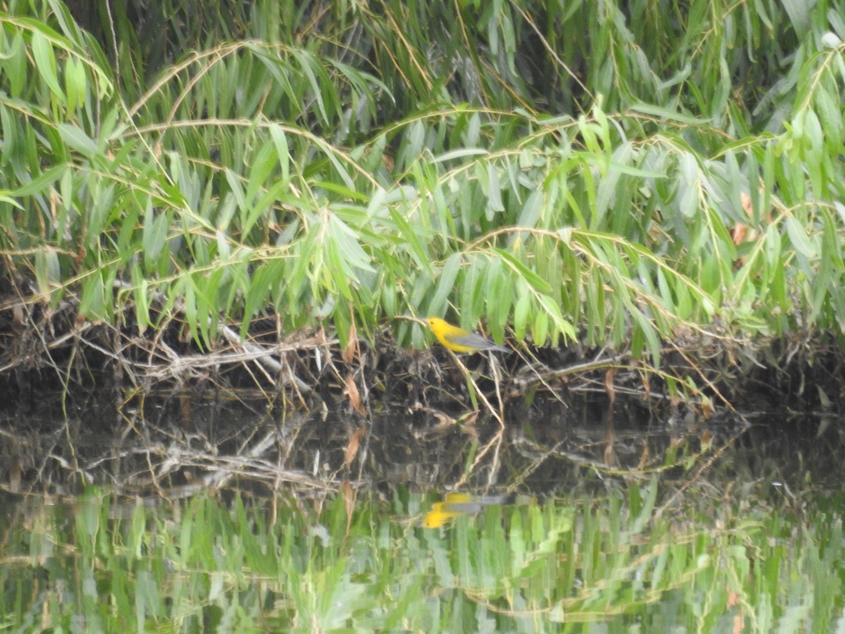 Prothonotary Warbler - ML310367001