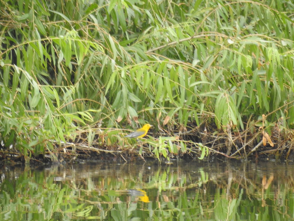 Prothonotary Warbler - Rachel Stringham