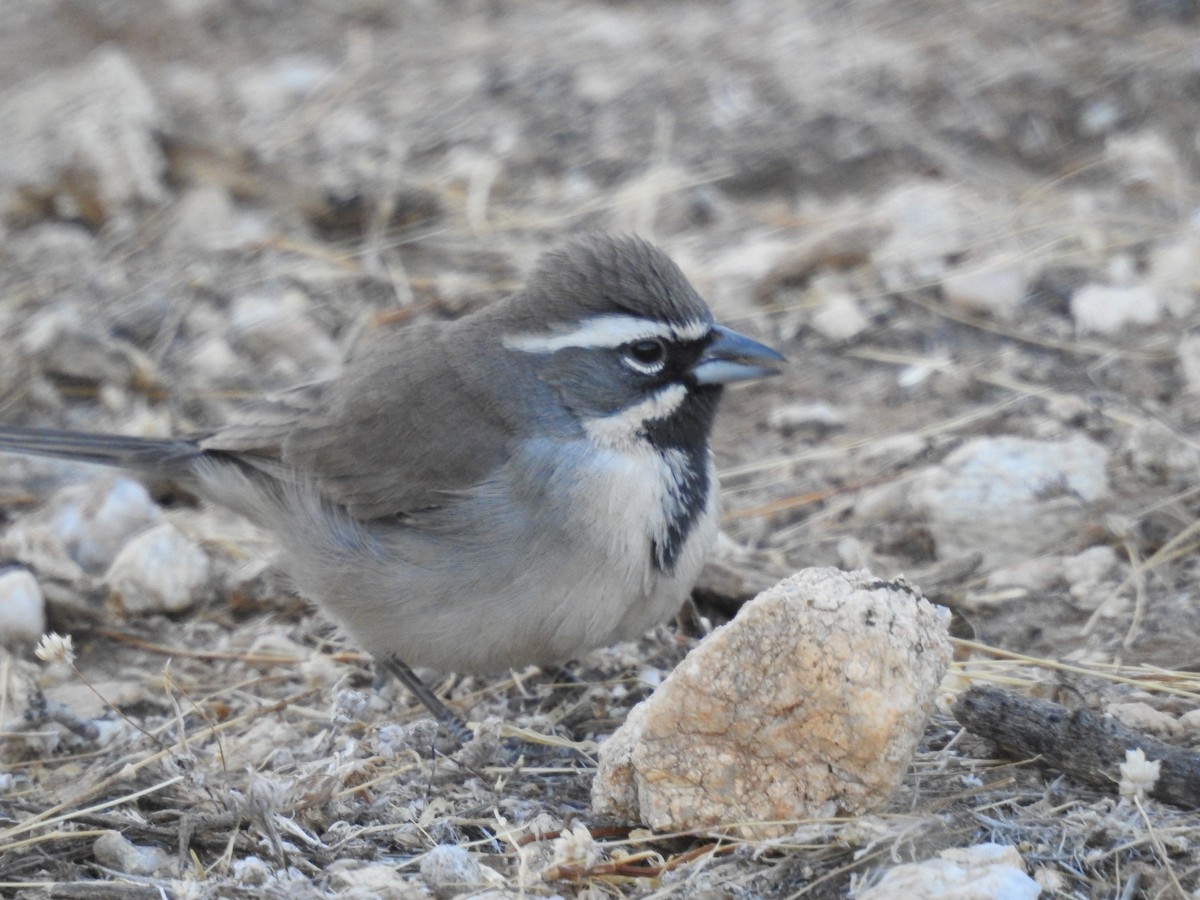 Black-throated Sparrow - Rachel Stringham