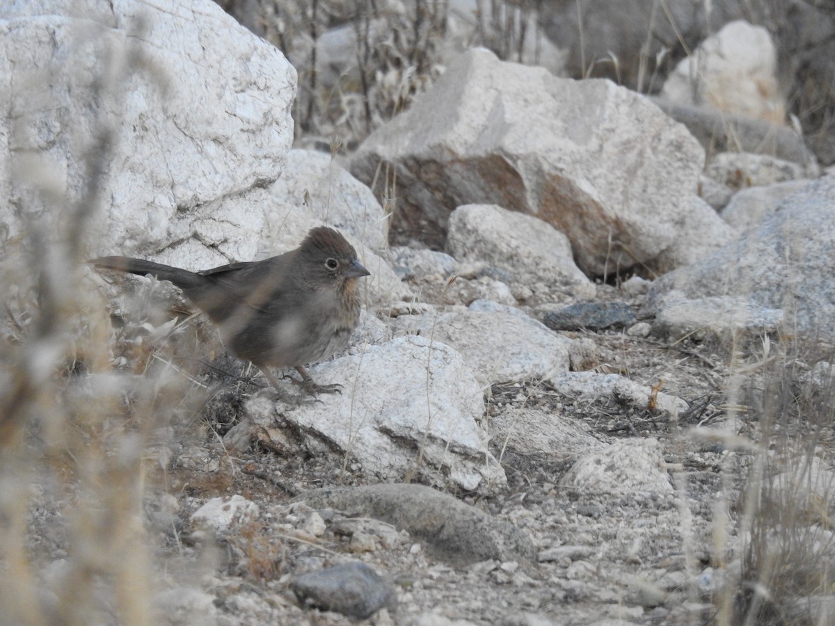 Canyon Towhee - Rachel Stringham