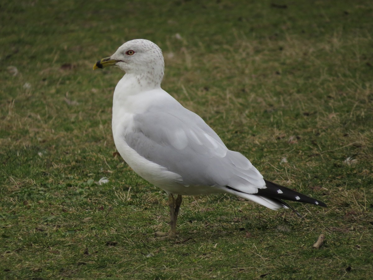 Ring-billed Gull - ML310367601