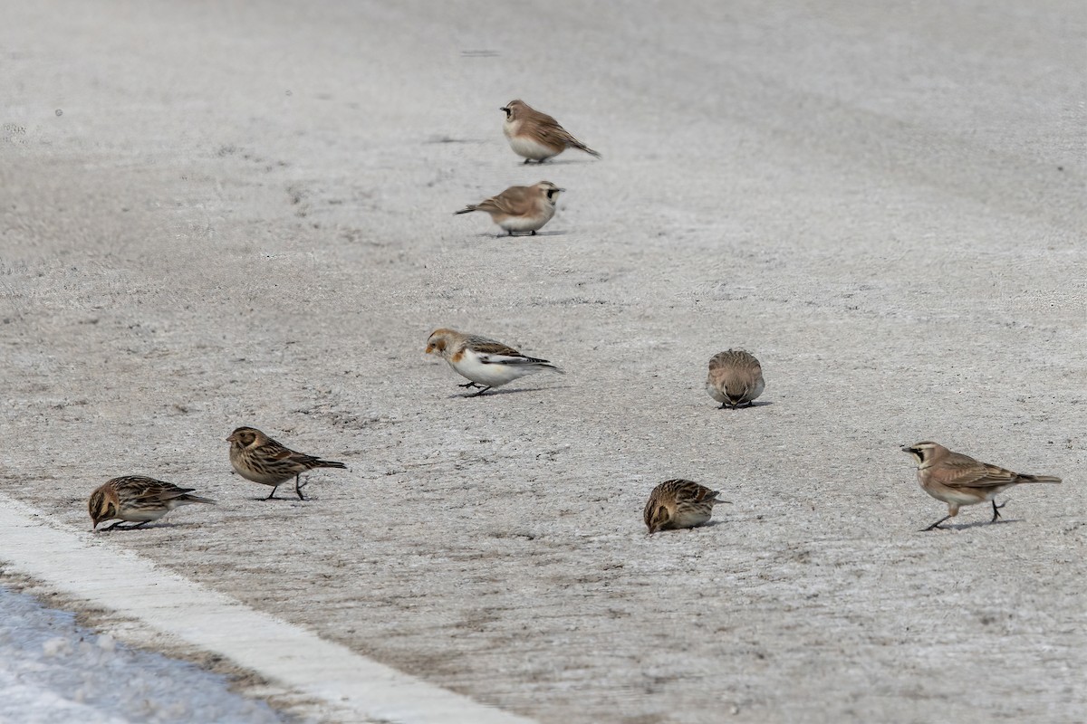 Lapland Longspur - ML310370621