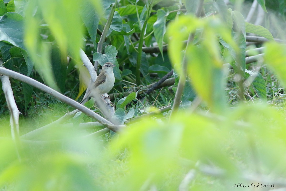 Paddyfield Warbler - abhijith a.p.c
