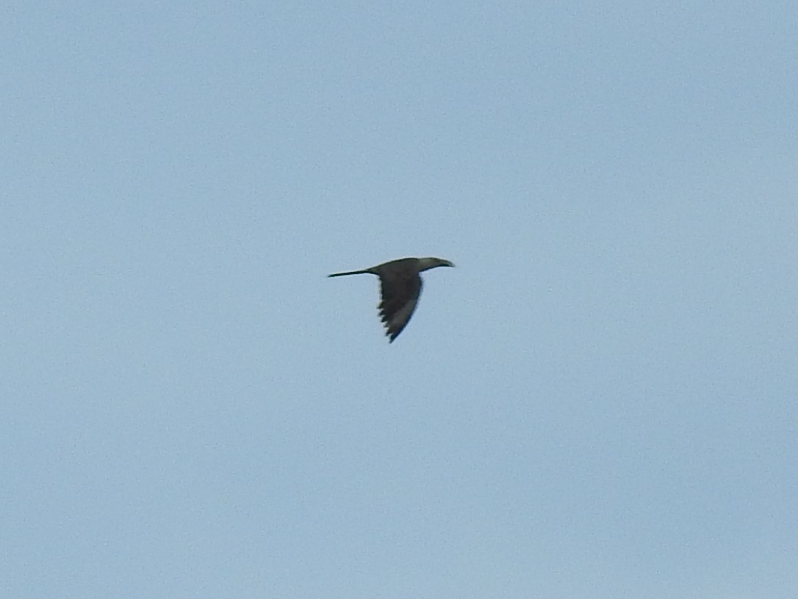 Channel-billed Cuckoo - ML310373791