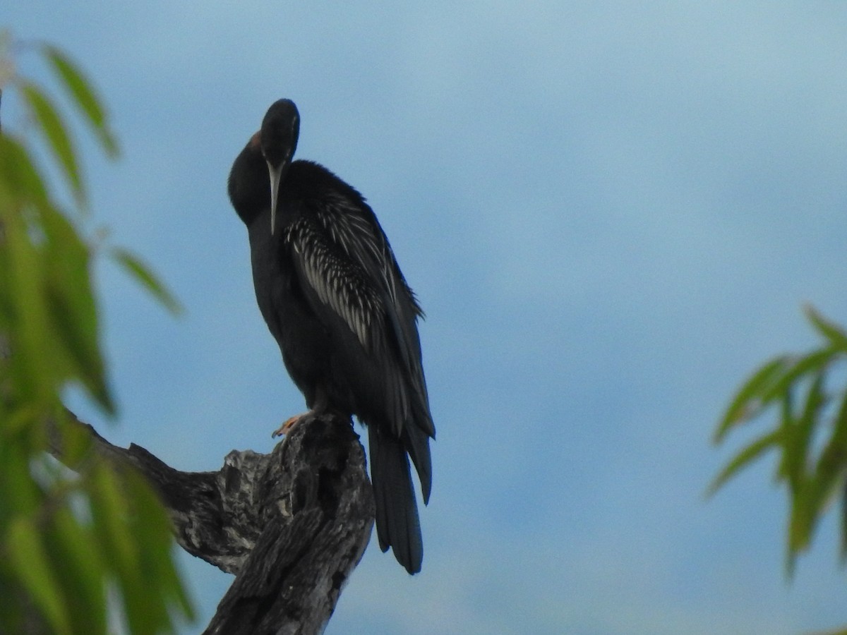 Austral-Schlangenhalsvogel - ML310373921