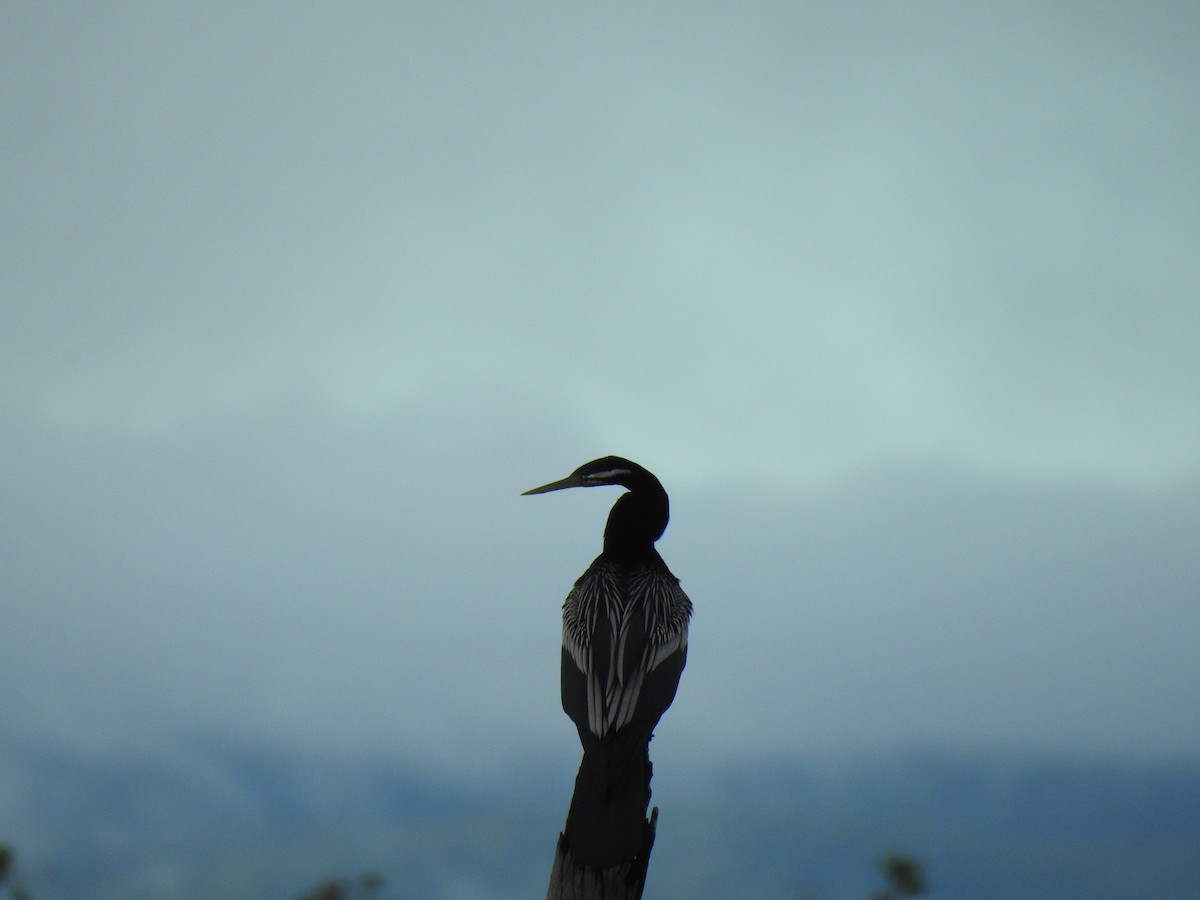 Austral-Schlangenhalsvogel - ML310373951