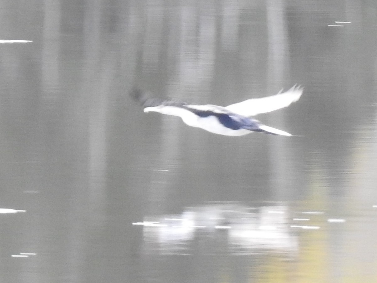 Pied Cormorant - ML310373981