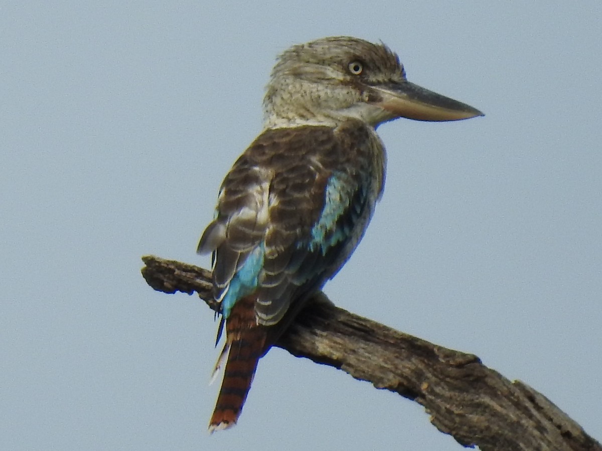Blue-winged Kookaburra - Mark Tarnawski