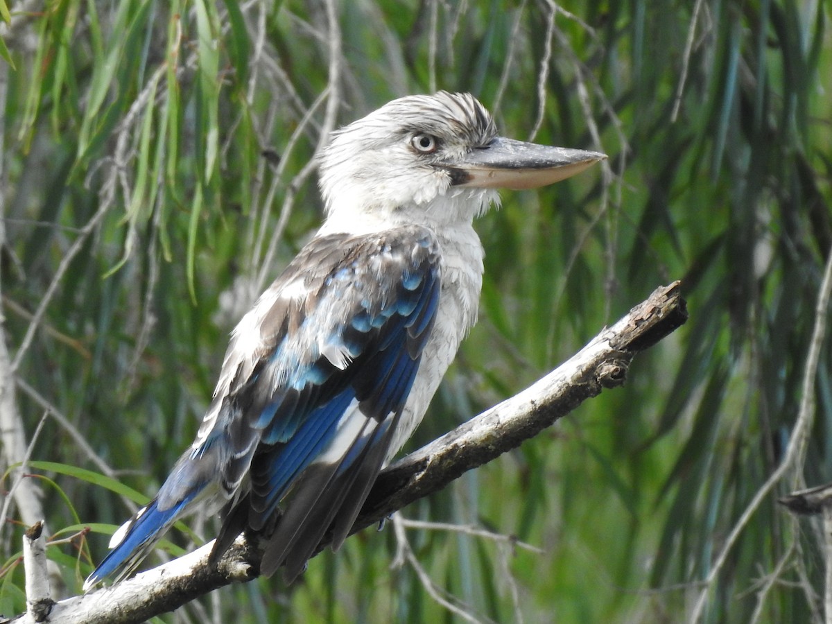 Blue-winged Kookaburra - Mark Tarnawski