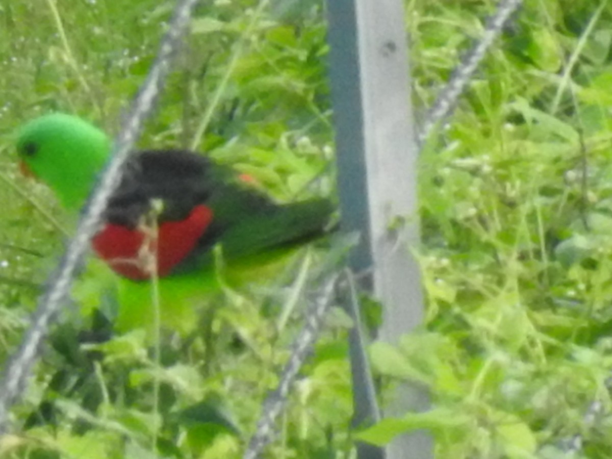 Red-winged Parrot - Mark Tarnawski