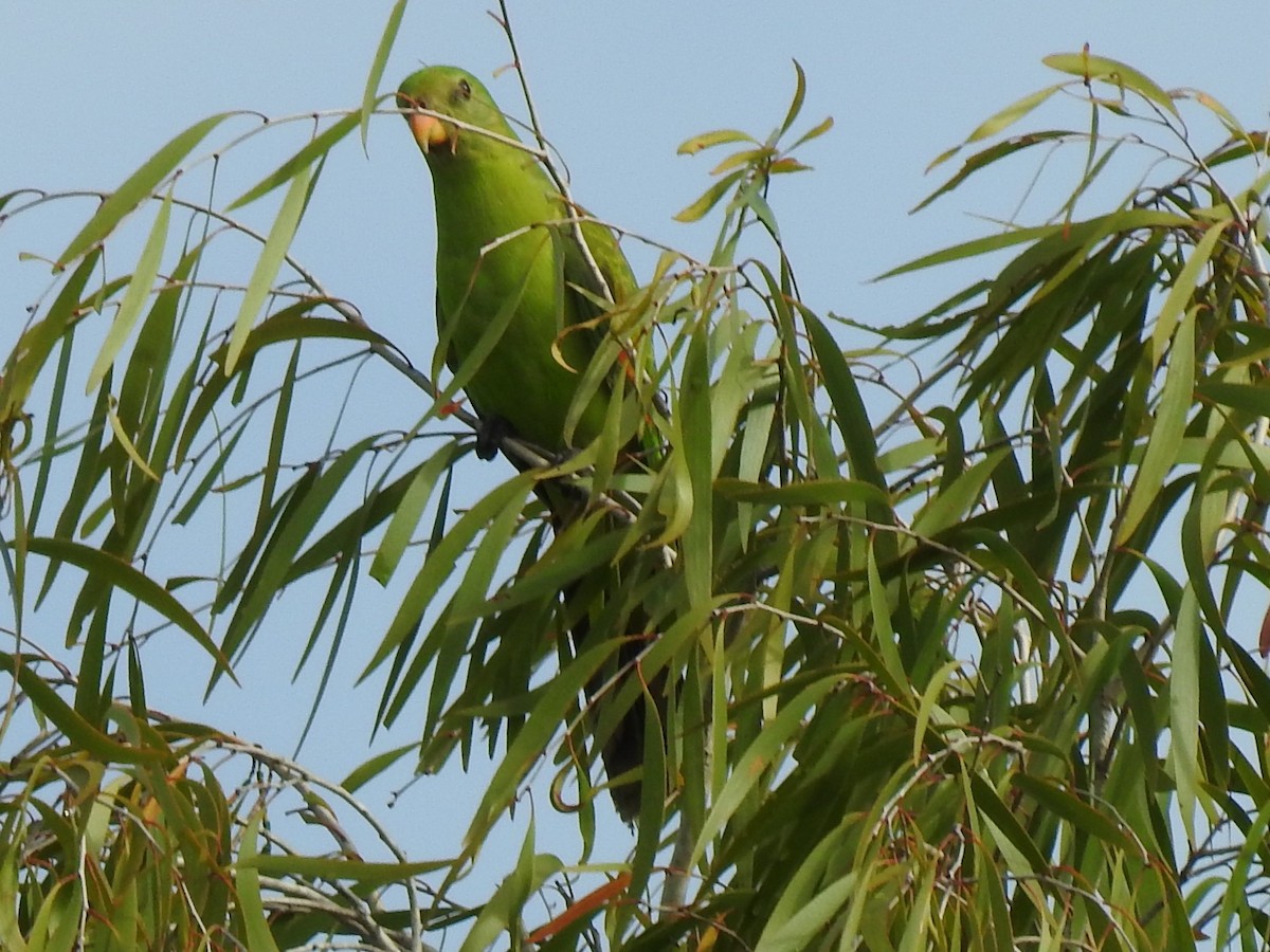 Red-winged Parrot - Mark Tarnawski