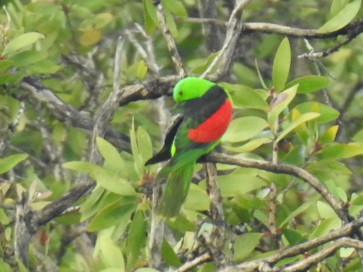 Red-winged Parrot - Mark Tarnawski