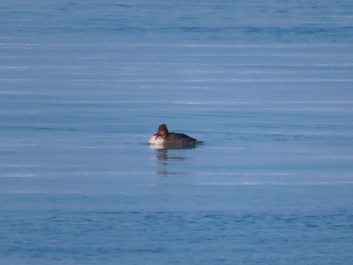 Common Merganser - ML310376771