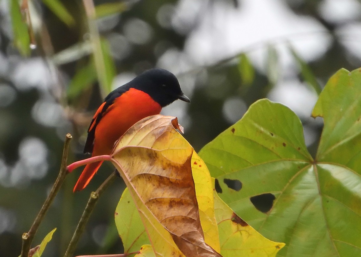Scarlet Minivet - ML310379411